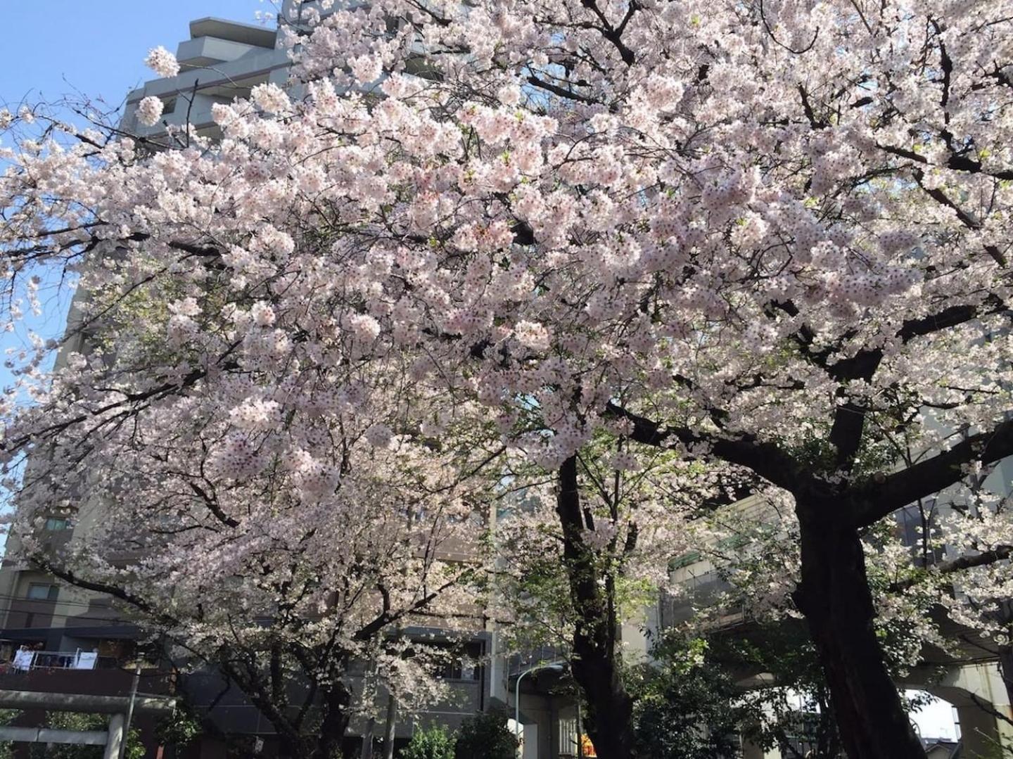Building A101 / Vacation Stay 1274 Tokyo Bagian luar foto